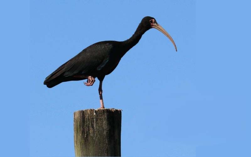 Fauna Cantegril