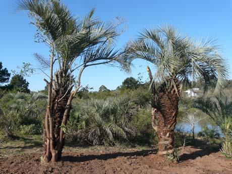 Butiazeiros Transplantados Para o Lago