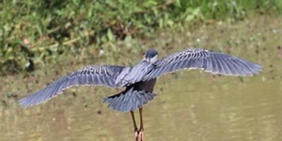O movimento de aves na área do Açude