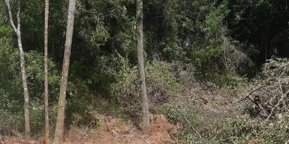 Condomínio faz replantio com 483 mudas nativas